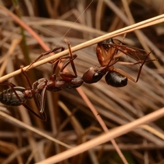 Myrmecia pyriformis at Yarralumla, ACT - 15 Nov 2024 09:01 PM