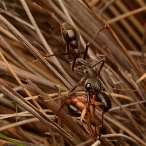 Myrmecia pyriformis at Yarralumla, ACT - 15 Nov 2024 09:01 PM