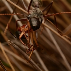 Myrmecia pyriformis at Yarralumla, ACT - 15 Nov 2024 09:01 PM