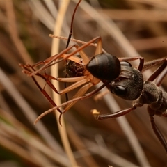 Myrmecia pyriformis at Yarralumla, ACT - 15 Nov 2024 09:01 PM