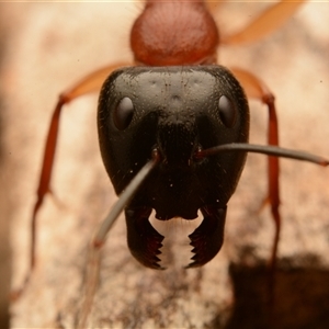 Camponotus nigriceps at Acton, ACT - 15 Nov 2024