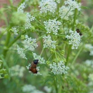 Phyllotocus rufipennis at Bungendore, NSW - suppressed