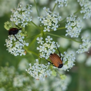 Phyllotocus rufipennis at Bungendore, NSW - suppressed