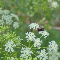 Phyllotocus rufipennis at Bungendore, NSW - suppressed