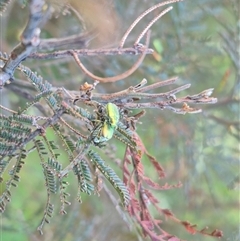 Diphucephala elegans (Green scarab beetle) at Bungendore, NSW - 15 Nov 2024 by clarehoneydove