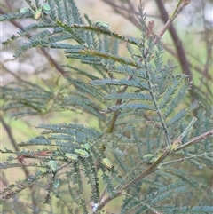 Diphucephala sp. (genus) at Bungendore, NSW - suppressed