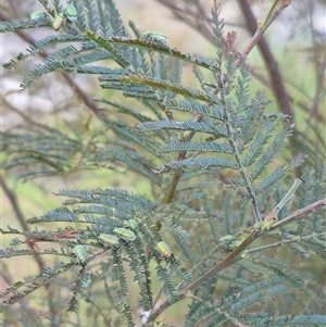 Diphucephala sp. (genus) at Bungendore, NSW - suppressed