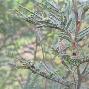 Diphucephala sp. (genus) at Bungendore, NSW - suppressed