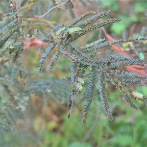 Diphucephala sp. (genus) at Bungendore, NSW - suppressed