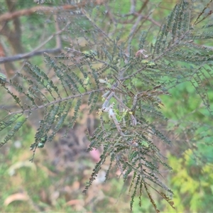 Diphucephala sp. (genus) at Bungendore, NSW - 15 Nov 2024