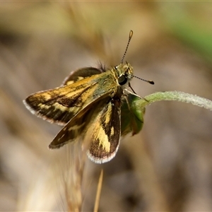 Taractrocera papyria (White-banded Grass-dart) at Hawker, ACT by Thurstan