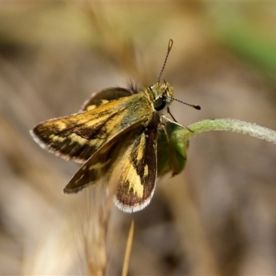 Taractrocera papyria (White-banded Grass-dart) at Hawker, ACT - 16 Nov 2024 by Thurstan