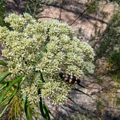 Castiarina sexplagiata (Jewel beetle) at Denman Prospect, ACT - 16 Nov 2024 by stofbrew