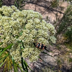 Castiarina sexplagiata at Denman Prospect, ACT - 16 Nov 2024