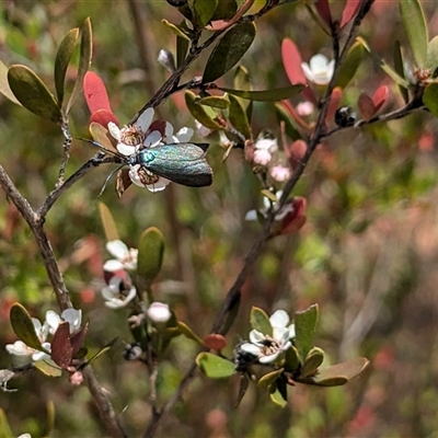 Pollanisus (genus) (A Forester Moth) at Denman Prospect, ACT - 15 Nov 2024 by stofbrew