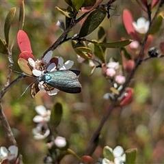 Pollanisus (genus) at Denman Prospect, ACT - 16 Nov 2024