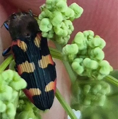 Castiarina sexplagiata (Jewel beetle) at Bungendore, NSW - 15 Nov 2024 by clarehoneydove