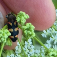 Castiarina sexplagiata at Bungendore, NSW - suppressed