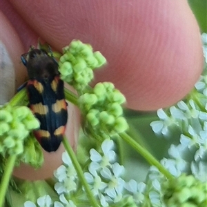 Castiarina sexplagiata at Bungendore, NSW - suppressed