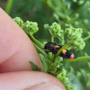 Castiarina sexplagiata at Bungendore, NSW - suppressed