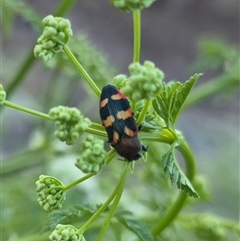 Castiarina sexplagiata at Bungendore, NSW - suppressed