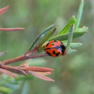 Coccinella transversalis (Transverse Ladybird) at Bungendore, NSW by clarehoneydove