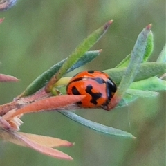 Coccinella transversalis at Bungendore, NSW - suppressed