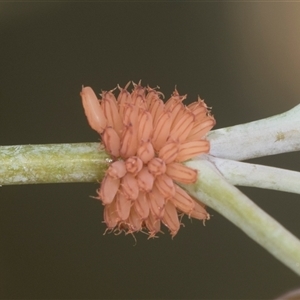 Paropsis atomaria at Higgins, ACT - 15 Nov 2024