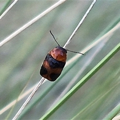 Aporocera sp. (genus) (Unidentified Aporocera leaf beetle) at Bungendore, NSW - 15 Nov 2024 by clarehoneydove