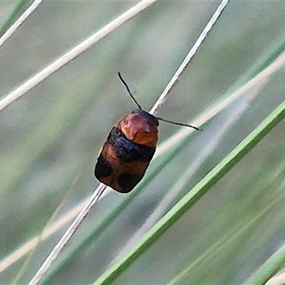 Aporocera sp. (genus) (Unidentified Aporocera leaf beetle) at Bungendore, NSW - 15 Nov 2024 by clarehoneydove