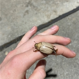 Anoplognathus pallidicollis (Cashew beetle) at Lake Hume Village, NSW by ejsb