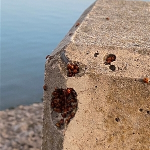 Hippodamia variegata (Spotted Amber Ladybird) at Lake Hume Village, NSW by ejsb