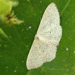 Scopula optivata at Turner, ACT - 8 Nov 2024 10:46 AM