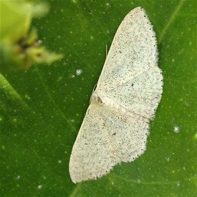 Scopula optivata (Varied Wave) at Turner, ACT - 8 Nov 2024 by ConBoekel