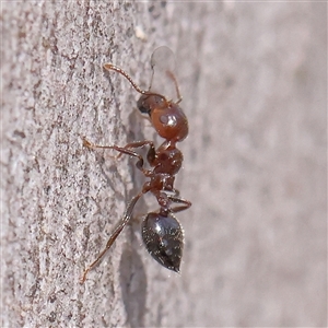 Crematogaster sp. (genus) at Acton, ACT - 8 Nov 2024