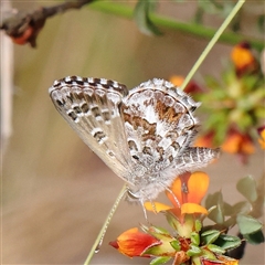 Neolucia agricola (Fringed Heath-blue) at Acton, ACT - 8 Nov 2024 by ConBoekel