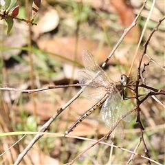 Hemicordulia tau (Tau Emerald) at Acton, ACT - 7 Nov 2024 by ConBoekel