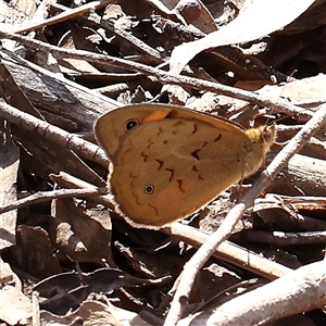 Heteronympha merope at Acton, ACT - 8 Nov 2024 08:51 AM