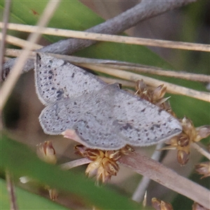 Taxeotis intextata at Acton, ACT - 8 Nov 2024