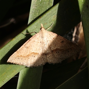 Taxeotis perlinearia at Acton, ACT - 8 Nov 2024 08:39 AM