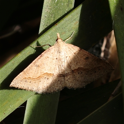 Taxeotis perlinearia (Spring Taxeotis) at Acton, ACT - 7 Nov 2024 by ConBoekel