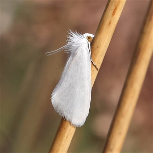 Tipanaea patulella at Acton, ACT - 8 Nov 2024