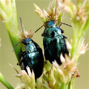 Arsipoda chrysis at Acton, ACT - 8 Nov 2024