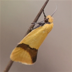 Coesyra phaeozona (A Concealer moth (Chezala Group)) at Acton, ACT - 8 Nov 2024 by ConBoekel