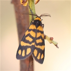 Asura lydia (Lydia Lichen Moth) at Acton, ACT - 8 Nov 2024 by ConBoekel
