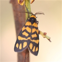 Asura lydia (Lydia Lichen Moth) at Acton, ACT - 7 Nov 2024 by ConBoekel