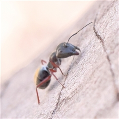 Camponotus suffusus (Golden-tailed sugar ant) at Acton, ACT - 8 Nov 2024 by ConBoekel