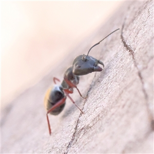 Camponotus suffusus at Acton, ACT - 8 Nov 2024