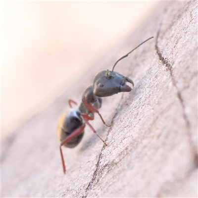 Camponotus suffusus (Golden-tailed sugar ant) at Acton, ACT - 7 Nov 2024 by ConBoekel