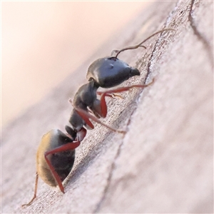 Camponotus suffusus at Acton, ACT - 8 Nov 2024